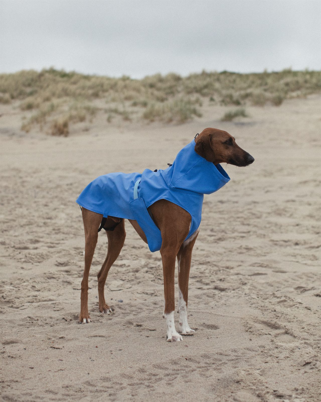 Dog Raincoat (2)