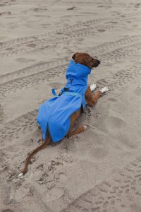 dog's raincoat